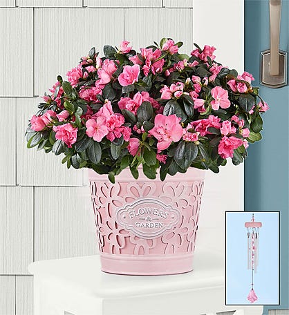 Pretty In Pink Azalea
